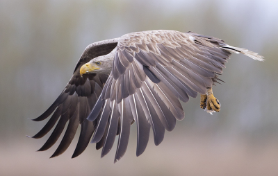 <i class='fa fa-user'></i> natuurflits |   Zeearend  <i class='fa fa-eye'> 398</i>  <i class='fa fa-thumbs-up'> 29</i>   <i class='fa fa-comment-o'> 17</i>