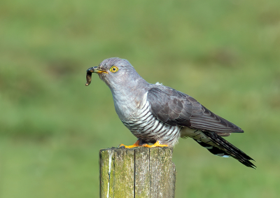 <i class='fa fa-user'></i> CBR |   Koekoek  <i class='fa fa-eye'> 330</i>  <i class='fa fa-thumbs-up'> 25</i>   <i class='fa fa-comment-o'> 12</i>