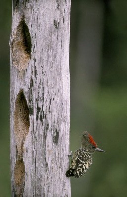 <i class='fa fa-user'></i> Martjan Lammertink |   Kortstaartspecht  <i class='fa fa-eye'> 225</i>  <i class='fa fa-thumbs-up'> 9</i>   <i class='fa fa-comment-o'> 7</i>