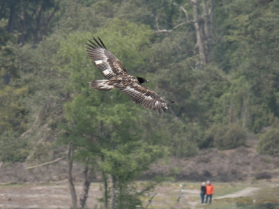 <i class='fa fa-user'></i> Gert-Jan Cromwijk |   Lammergier  <i class='fa fa-eye'> 614</i>  <i class='fa fa-thumbs-up'> 13</i>   <i class='fa fa-comment-o'> 19</i>