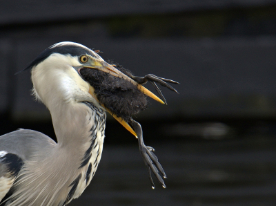 <i class='fa fa-user'></i> RTL |   Blauwe Reiger  <i class='fa fa-eye'> 549</i>  <i class='fa fa-thumbs-up'> 29</i>   <i class='fa fa-comment-o'> 20</i>