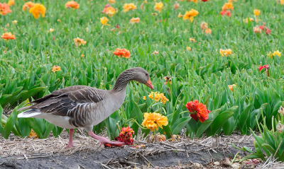 <i class='fa fa-user'></i> josephine |   Grauwe Gans  <i class='fa fa-eye'> 195</i>  <i class='fa fa-thumbs-up'> 7</i>   <i class='fa fa-comment-o'> 17</i>