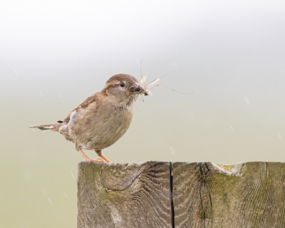 Vogels met prooi zijn wat mij betreft altijd boeiend, ook als is het 'maar' een huismus. Gefotografeerd tijdens een regenbui (de witte streepjes in de foto).