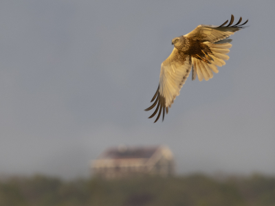 Deze bruine kiek vloog op en vloog met de zon mee.
Later keerde de vogel om en kwam mooi in beeld.
Zelf vind ik het huisje van toegevoegde waarde.