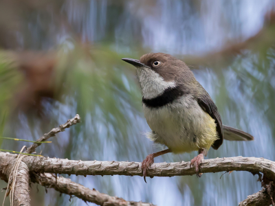 <i class='fa fa-user'></i> Paul van Giersbergen |   Halsbandapalis  <i class='fa fa-eye'> 159</i>  <i class='fa fa-thumbs-up'> 1</i>   <i class='fa fa-comment-o'> 2</i>