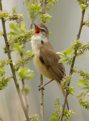 <i class='fa fa-user'></i> Ben Reitsma |   Grote Karekiet  <i class='fa fa-eye'> 252</i>  <i class='fa fa-thumbs-up'> 6</i>   <i class='fa fa-comment-o'> 8</i>