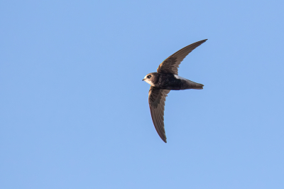 <i class='fa fa-user'></i> pjvantuil |   Huisgierzwaluw  <i class='fa fa-eye'> 350</i>  <i class='fa fa-thumbs-up'> 3</i>   <i class='fa fa-comment-o'> 8</i>