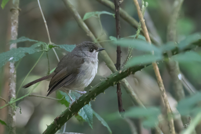 <i class='fa fa-user'></i> Paul van Giersbergen |   Usambarajanfrederik  <i class='fa fa-eye'> 156</i>  <i class='fa fa-thumbs-up'> 1</i>   <i class='fa fa-comment-o'> 2</i>