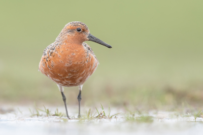 <i class='fa fa-user'></i> Hans Overduin |   Kanoet  <i class='fa fa-eye'> 486</i>  <i class='fa fa-thumbs-up'> 35</i>   <i class='fa fa-comment-o'> 21</i>