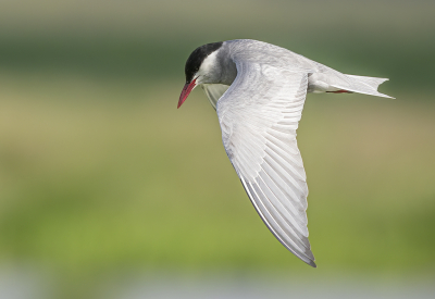 <i class='fa fa-user'></i> Fred |   Witwangstern  <i class='fa fa-eye'> 305</i>  <i class='fa fa-thumbs-up'> 24</i>   <i class='fa fa-comment-o'> 14</i>