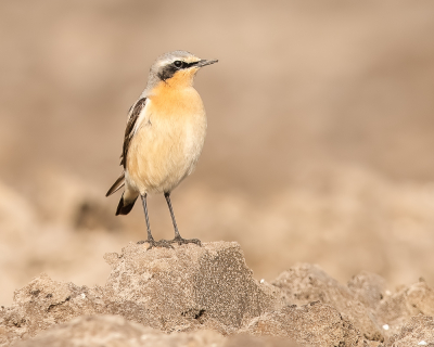 Een paar weken terug telde ik een stuk of acht Tapuiten voor op het land. Iemand van Sovon vertelde dat dit de doortrekkers waren, die zouden een paar dagen blijven en daar weer verder gaan. Afgelopen zondag zag ik een vogeltje uit het bos komen vliegen, hij moest flink optrekken om over de keuken te komen maar dat deed hij niet. Hij vloog tegen de tuindeuren en het was gelijk gebeurt. Een Tapuit, misschien wel de Tapuit van de foto waar hij zo trots op de uitkijk staat. We hebben besloten hem op te laten zetten, dan krijgt hij straks een mooi plekje in huis in plaats van onder de grond.