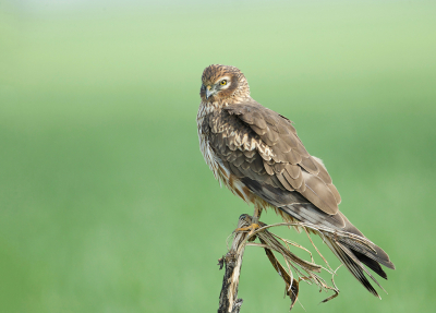 <i class='fa fa-user'></i> anevanrees |   Grauwe Kiekendief  <i class='fa fa-eye'> 322</i>  <i class='fa fa-thumbs-up'> 17</i>   <i class='fa fa-comment-o'> 10</i>