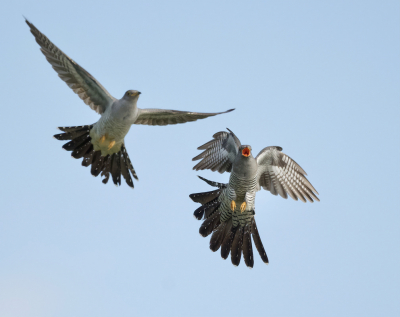 <i class='fa fa-user'></i> fvanderkruk |   Koekoek  <i class='fa fa-eye'> 352</i>  <i class='fa fa-thumbs-up'> 12</i>   <i class='fa fa-comment-o'> 9</i>