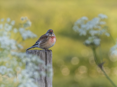 Voor mij geldt zeker niet: het is maar een Kneu.....
Zeker als deze zo mooi poseert.
Zelf in de schaduw en de achtergrond mooi belicht in het late zonnetje.