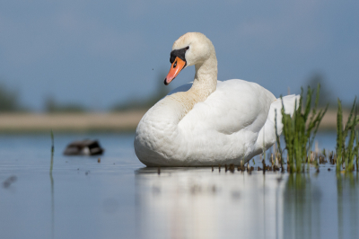 De vogels wilden vandaag niet echt meewerken. En het weer ook niet.
Uiteindelijk zag ik een Knobbelzwaan mooi zitten in het lage water bij het kijkscherm.
Van bovenaf fotograferen was niet echt een succes. En er was onderin een plank uit,dus plat op de buik en deze foto gemaakt.Het is best een imposante vogel zo en dit wordt zo nog geaccentrueerd.