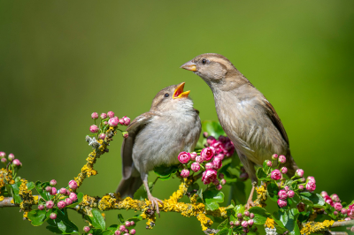 <i class='fa fa-user'></i> Freddy69 |   Huismus  <i class='fa fa-eye'> 156</i>  <i class='fa fa-thumbs-up'> 9</i>   <i class='fa fa-comment-o'> 17</i>