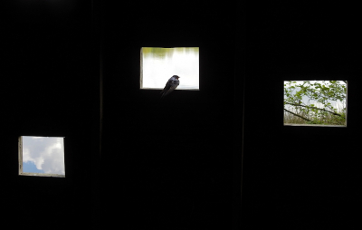 <i class='fa fa-user'></i> sieb |   Boerenzwaluw  <i class='fa fa-eye'> 294</i>  <i class='fa fa-thumbs-up'> 5</i>   <i class='fa fa-comment-o'> 11</i>