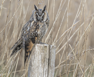 <i class='fa fa-user'></i> Fred |   Ransuil  <i class='fa fa-eye'> 391</i>  <i class='fa fa-thumbs-up'> 24</i>   <i class='fa fa-comment-o'> 9</i>