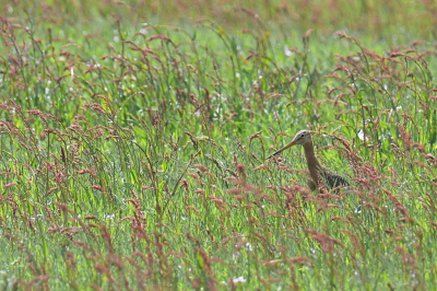 Het is de Maai MEI Niet maand!  Een mooie campagne om het maaien even uit stellen voor meer biodiversiteit. Deze grutto kijkt nog net boven het gras en de zuring uit. De jongen dartelen ongezien (geen foto) door het veld.