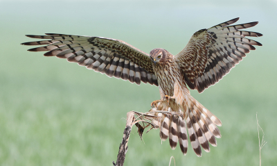 <i class='fa fa-user'></i> bobross |   Grauwe Kiekendief  <i class='fa fa-eye'> 400</i>  <i class='fa fa-thumbs-up'> 32</i>   <i class='fa fa-comment-o'> 20</i>