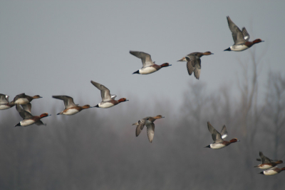 Smienten in vogelvlucht