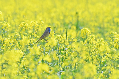 Een ochtend neergestreken bij een zandpad bij een koolzaadveld om vogels te fotograferen. Ik hoorde de blauwborst maar hij wilde zich niet laten zien. Na een half uur verscheen hij opeens midden in het veld. Hij kwam langzaamaan wat dichterbij. Helaas kwamen er toen twee paardrijders voorbij en verdween hij weer in het struikgewas.