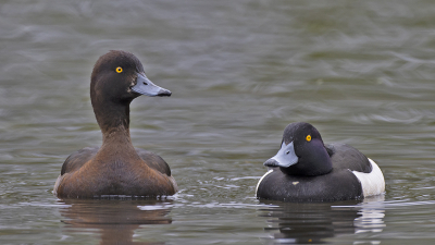 <i class='fa fa-user'></i> DirkClaes |   Kuifeend  <i class='fa fa-eye'> 165</i>   <i class='fa fa-comment-o'> 2</i>