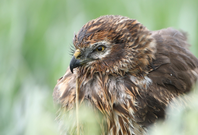 <i class='fa fa-user'></i> horneman69 |   Grauwe Kiekendief  <i class='fa fa-eye'> 425</i>  <i class='fa fa-thumbs-up'> 29</i>   <i class='fa fa-comment-o'> 17</i>