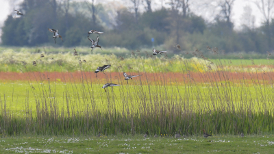 Prachtig landschapje hier in Fryslan met ruige natte graslanden. Grutto's Paradise! De jongen op de grond zijn al aardig groot inmiddels.