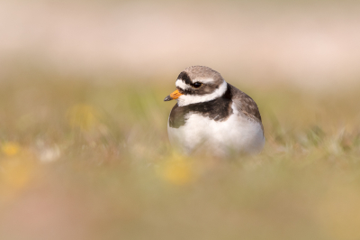 <i class='fa fa-user'></i> Katoo |   Bontbekplevier  <i class='fa fa-eye'> 283</i>  <i class='fa fa-thumbs-up'> 25</i>   <i class='fa fa-comment-o'> 10</i>