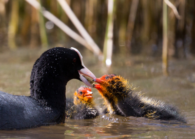 <i class='fa fa-user'></i> Martijn Schot |   Meerkoet  <i class='fa fa-eye'> 119</i>  <i class='fa fa-thumbs-up'> 5</i>   <i class='fa fa-comment-o'> 17</i>