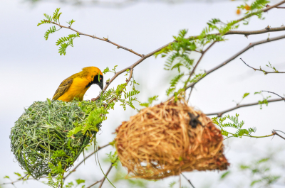 <i class='fa fa-user'></i> Hans Overduin |   Maskerwever  <i class='fa fa-eye'> 190</i>  <i class='fa fa-thumbs-up'> 1</i>   <i class='fa fa-comment-o'> 4</i>