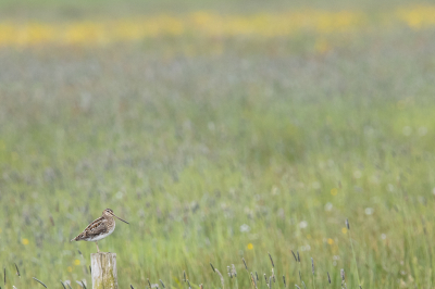 De watersnip zat op behoorlijke afstand op een paaltje, dus staat niet zo groot in de afbeelding. De weilanden liggen er hier echter zo fraai bij, dat ik het helemaal niet erg vind om de veel habitat te laten zien. Het geel in de achtergrond is van de boterbloemen.