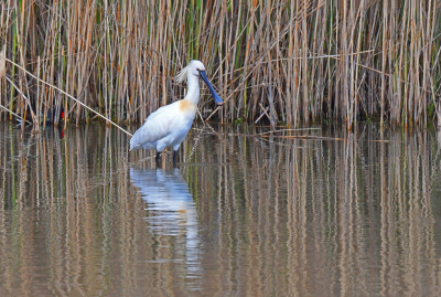 Gelukkig zijn deze fraaie vogels de laatste jaren steeds vaker te zien in het rivierengebied bij Nijmegen. Het is nog beste lastig om ze goed te belichten, maar hier is het volgens mij aardig gelukt. De waterhoentjes had ik helemaal niet gezien, die zag ik later pas op de foto..











 bij