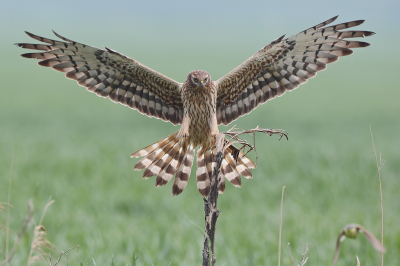 <i class='fa fa-user'></i> bobross |   Grauwe Kiekendief  <i class='fa fa-eye'> 343</i>  <i class='fa fa-thumbs-up'> 17</i>   <i class='fa fa-comment-o'> 14</i>