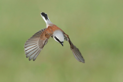 <i class='fa fa-user'></i> horneman69 |   Grauwe Klauwier  <i class='fa fa-eye'> 360</i>  <i class='fa fa-thumbs-up'> 19</i>   <i class='fa fa-comment-o'> 15</i>