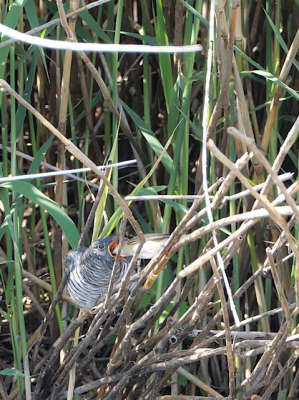 Koekoeksjong wordt gevoerd door Kleine Karekiet in het natuurgebied De Ham bij Veghel. Gefotografeerd op een zonnige dag