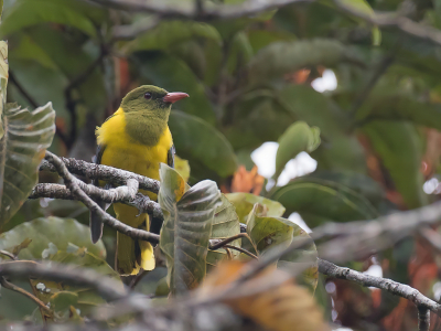 <i class='fa fa-user'></i> Paul van Giersbergen |   Groenkopwielewaal  <i class='fa fa-eye'> 145</i>  <i class='fa fa-thumbs-up'> 5</i>   <i class='fa fa-comment-o'> 2</i>