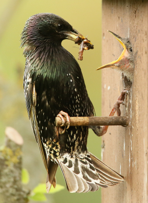 <i class='fa fa-user'></i> Henk Wiebe van der Meulen |   Spreeuw  <i class='fa fa-eye'> 117</i>   <i class='fa fa-comment-o'> 19</i>