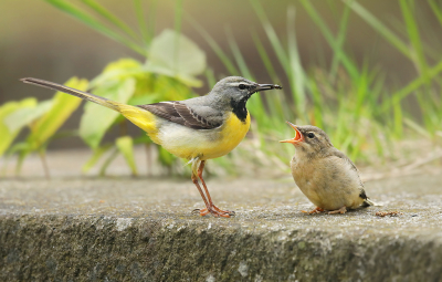 <i class='fa fa-user'></i> thijsglastra |   Grote Gele Kwikstaart  <i class='fa fa-eye'> 532</i>  <i class='fa fa-thumbs-up'> 31</i>   <i class='fa fa-comment-o'> 23</i>