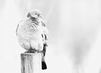 Houtduiven zijn voor mij nog wel eens een onderwerp om er iets mee te doen qua digitale nabewerking. Ik mik hier natuurlijk op een plaatsing in het mapje "Digitale vogelfoto creaties"......