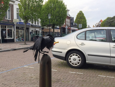 <i class='fa fa-user'></i> hansgans |   Kauw  <i class='fa fa-eye'> 138</i>   <i class='fa fa-comment-o'> 16</i>