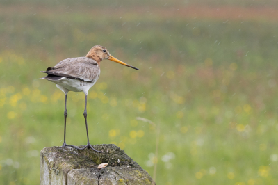 Nog eentje van de grutto, ook in de regen, maar nu van redelijk dichtbij. En met fraai uitzicht over het kleurenpallet wat momenteel in de weilanden aanwezig is.