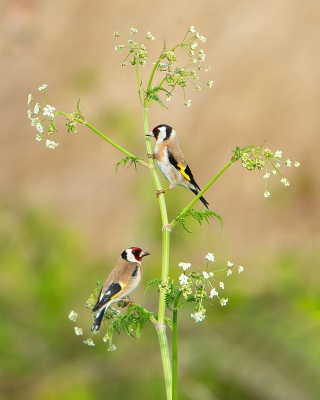 <i class='fa fa-user'></i> Ruud Scherpenisse |   Putter  <i class='fa fa-eye'> 241</i>  <i class='fa fa-thumbs-up'> 3</i>   <i class='fa fa-comment-o'> 5</i>