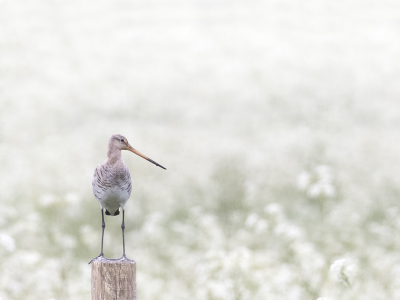 Zaterdagavond: flinke regenbuien.
Toch weerhoudt dat mij niet om de natuur in te gaan.
Natuurlijk zijn er nadelen: zelf nat, auto binnenkant nat, langere sluitertijden enz.
Deze Grutto (erg lichte soort) stond voor een brede strook fluitenkruid. Ik heb de camera boven de auto gehouden om alleen het kruid in beeld te krijgen. (voordeel van een klapschermpje)
Bewust de vogel linksonder in beeld gehouden (ander formaat foto beviel me niet)
Tja, de kijker oordeelt '-)