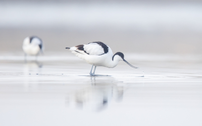 Uit de serie 'Vroege Vogels' deze Kluten aan het ontbijt even naar zes in de morgen.
De zon wilde nog niet doorkomen, er was nog een beetje damp boven het water, daarom deze wazige foto.