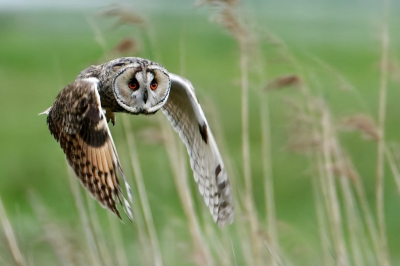 <i class='fa fa-user'></i> rogieralbers |   Ransuil  <i class='fa fa-eye'> 392</i>  <i class='fa fa-thumbs-up'> 26</i>   <i class='fa fa-comment-o'> 15</i>