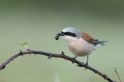 <i class='fa fa-user'></i> horneman69 |   Grauwe Klauwier  <i class='fa fa-eye'> 134</i>  <i class='fa fa-thumbs-up'> 4</i>   <i class='fa fa-comment-o'> 19</i>