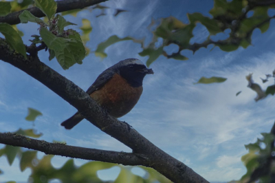 Het mannetje is onderweg naar het nest waar z'n nageslacht op hem wacht op al het lekkers wat ie in zijn snavel heeft.