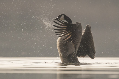 <i class='fa fa-user'></i> steppeke |   Grote Canadese Gans  <i class='fa fa-eye'> 197</i>  <i class='fa fa-thumbs-up'> 11</i>   <i class='fa fa-comment-o'> 14</i>